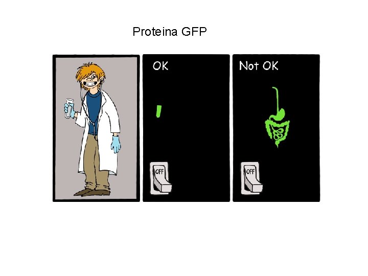 Proteina GFP 