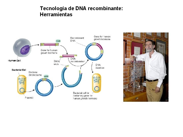 Tecnología de DNA recombinante: Herramientas 