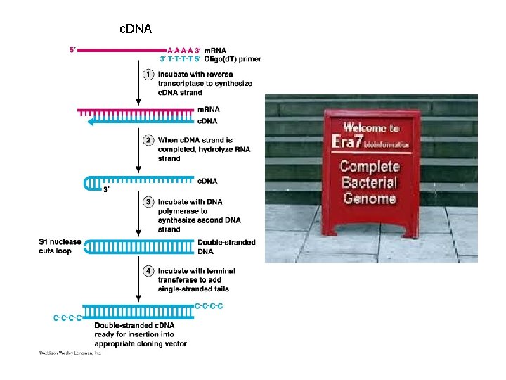 c. DNA 