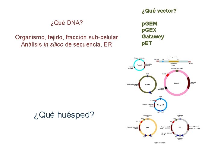 ¿Qué vector? ¿Qué DNA? Organismo, tejido, fracción sub-celular Análisis in silico de secuencia, ER