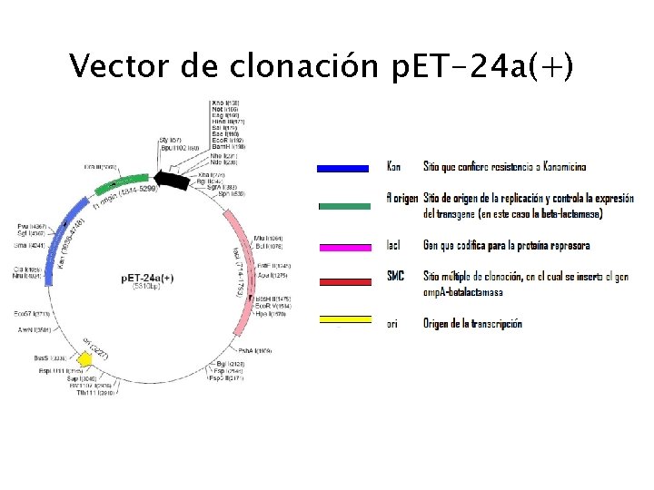 Vector de clonación p. ET-24 a(+) 