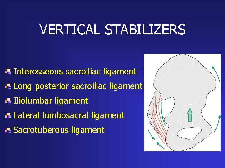 VERTICAL STABILIZERS Interosseous sacroiliac ligament Long posterior sacroiliac ligament Iliolumbar ligament Lateral lumbosacral ligament