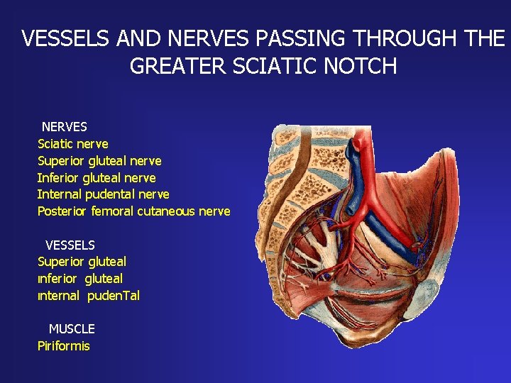 VESSELS AND NERVES PASSING THROUGH THE GREATER SCIATIC NOTCH NERVES Sciatic nerve Superior gluteal