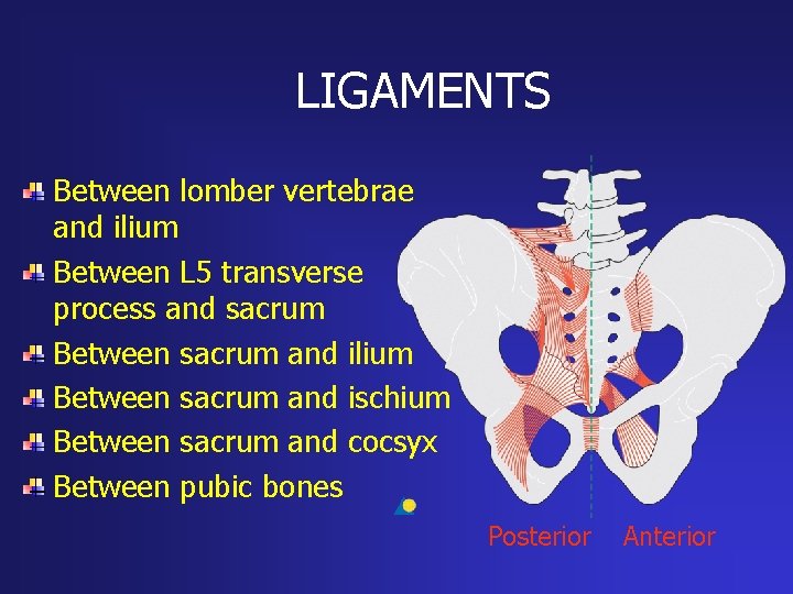 LIGAMENTS Between lomber vertebrae and ilium Between L 5 transverse process and sacrum Between