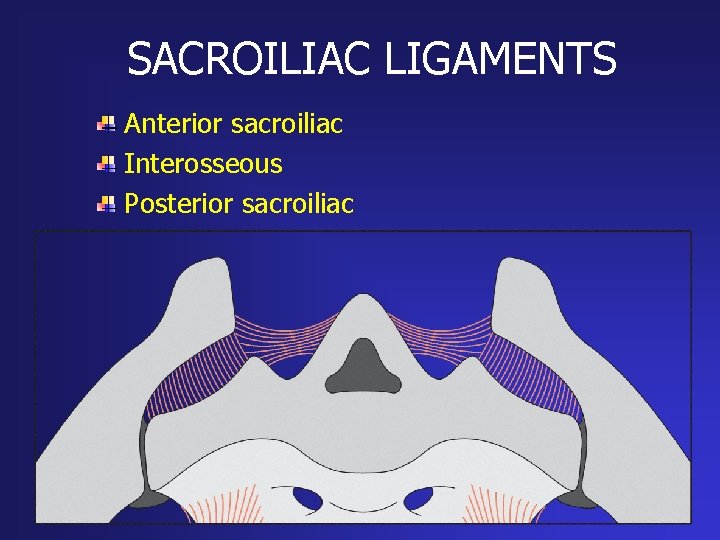 SACROILIAC LIGAMENTS Anterior sacroiliac Interosseous Posterior sacroiliac 