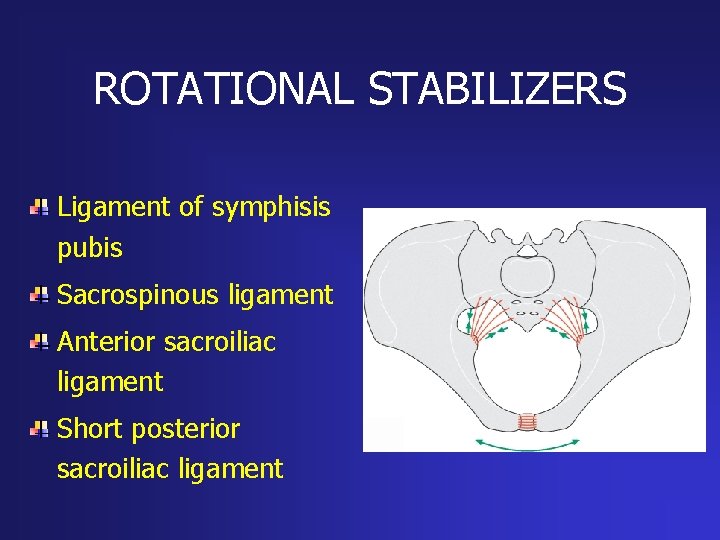 ROTATIONAL STABILIZERS Ligament of symphisis pubis Sacrospinous ligament Anterior sacroiliac ligament Short posterior sacroiliac