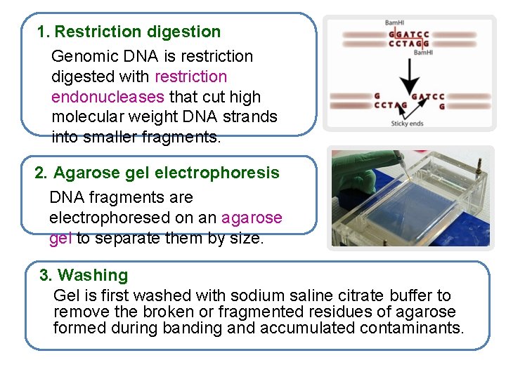 1. Restriction digestion Genomic DNA is restriction digested with restriction endonucleases that cut high