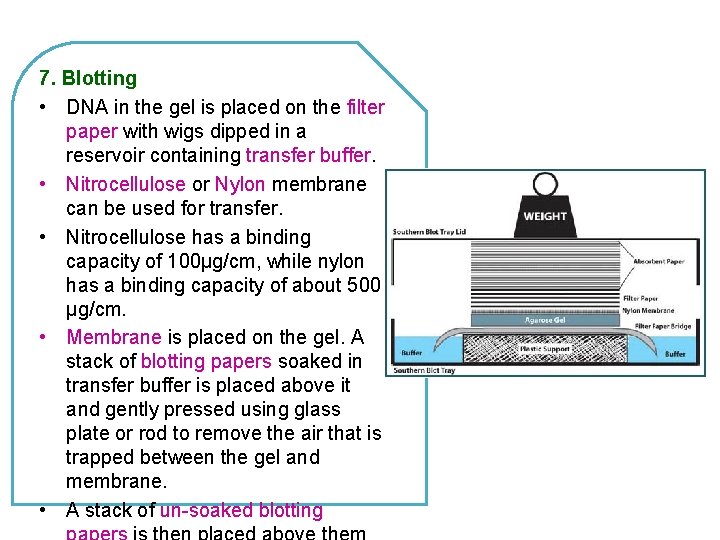 7. Blotting • DNA in the gel is placed on the filter paper with