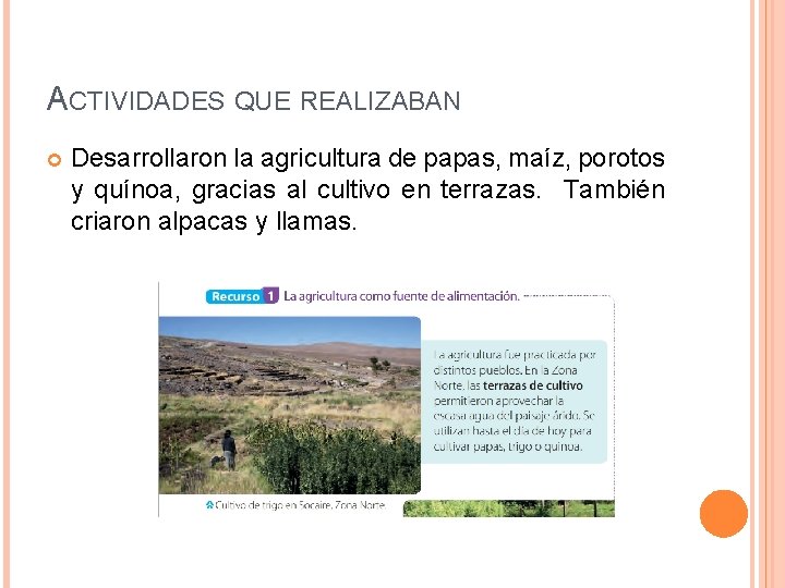 ACTIVIDADES QUE REALIZABAN Desarrollaron la agricultura de papas, maíz, porotos y quínoa, gracias al