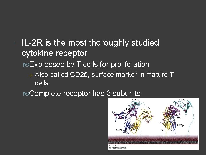  IL-2 R is the most thoroughly studied cytokine receptor Expressed by T cells