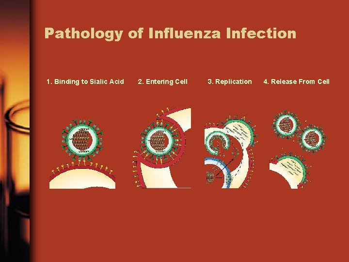 Pathology of Influenza Infection 1. Binding to Sialic Acid 2. Entering Cell 3. Replication