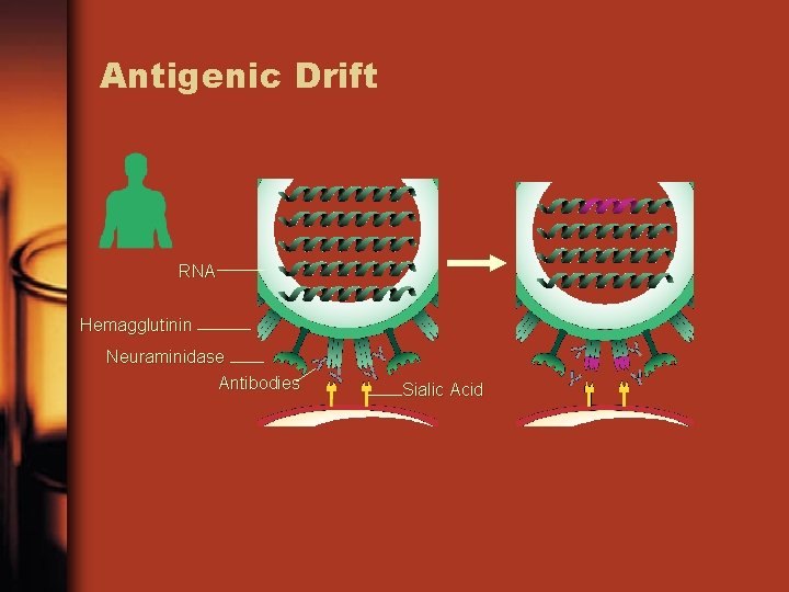 Antigenic Drift RNA Hemagglutinin Neuraminidase Antibodies Sialic Acid 