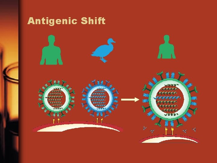 Antigenic Shift 