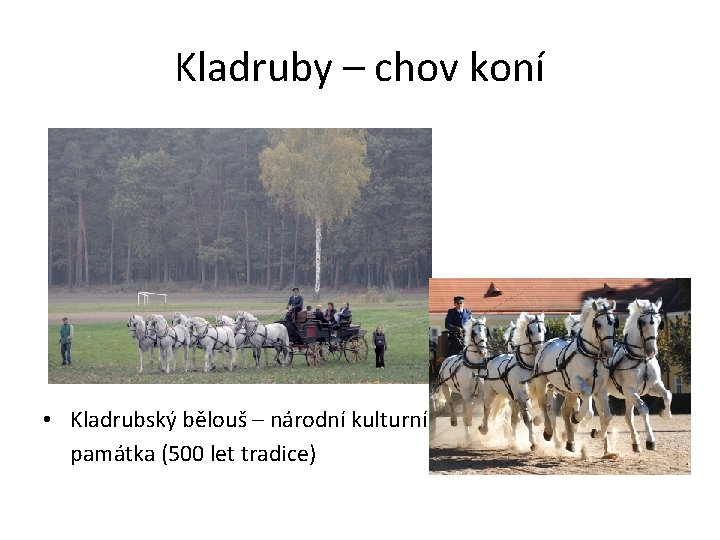 Kladruby – chov koní • Kladrubský bělouš – národní kulturní památka (500 let tradice)