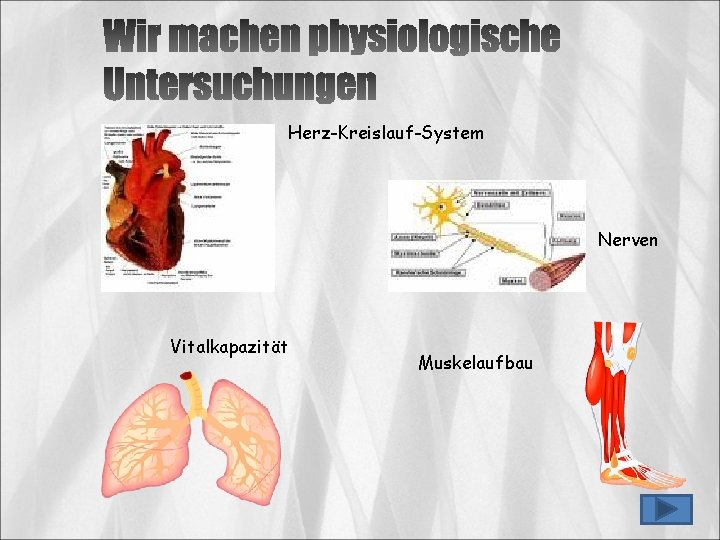 Herz-Kreislauf-System Nerven Vitalkapazität Muskelaufbau 