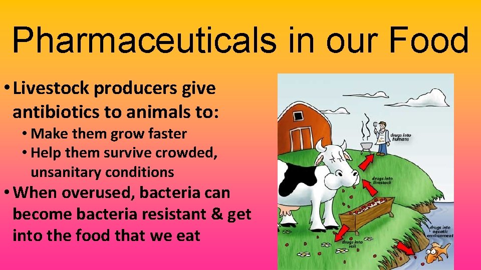 Pharmaceuticals in our Food • Livestock producers give antibiotics to animals to: • Make