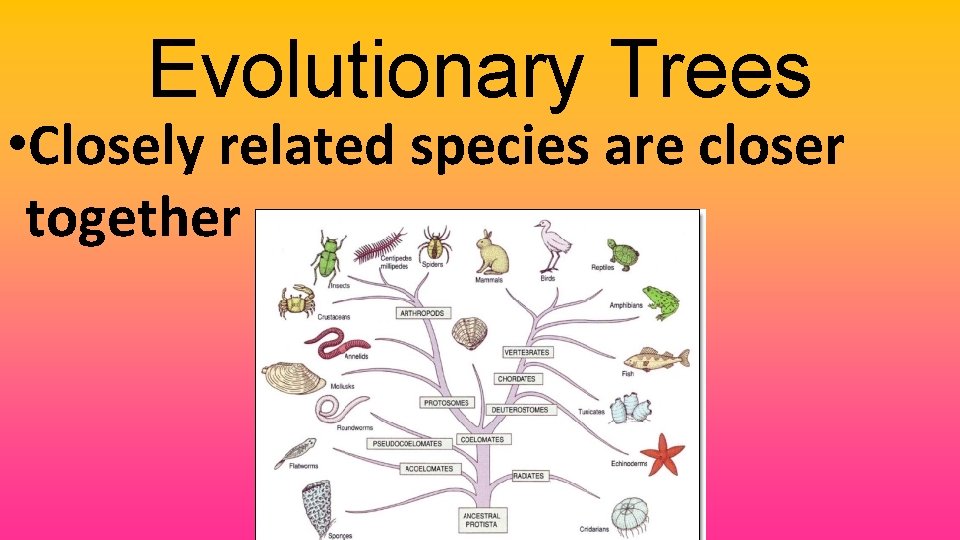 Evolutionary Trees • Closely related species are closer together 