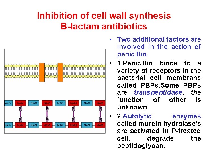 Inhibition of cell wall synthesis B-lactam antibiotics • Two additional factors are involved in