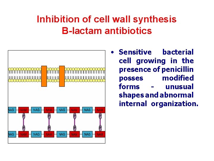 Inhibition of cell wall synthesis B-lactam antibiotics • Sensitive bacterial cell growing in the