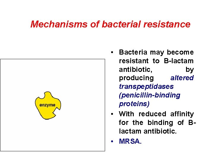 Mechanisms of bacterial resistance • Bacteria may become resistant to B-lactam antibiotic, by producing