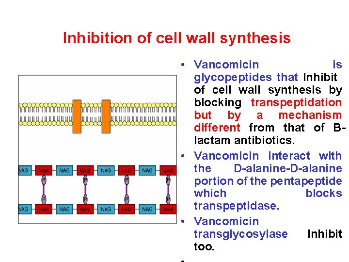 Inhibition of cell wall synthesis • Vancomicin is glycopeptides that Inhibit of cell wall