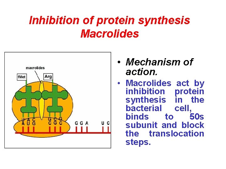 Inhibition of protein synthesis Macrolides • Mechanism of action. • Macrolides act by inhibition