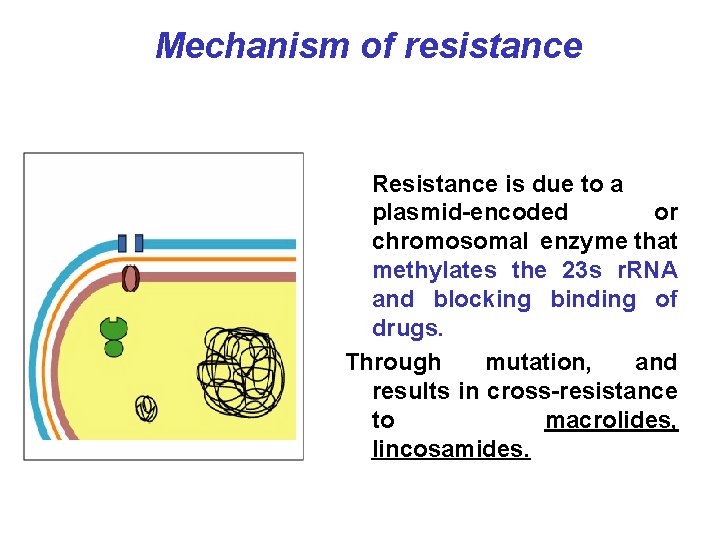 Mechanism of resistance Resistance is due to a plasmid-encoded or chromosomal enzyme that methylates