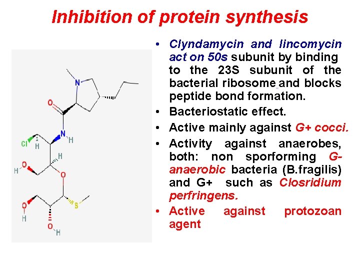 Inhibition of protein synthesis • Clyndamycin and lincomycin act on 50 s subunit by