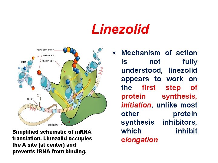 Linezolid Simplified schematic of m. RNA translation. Linezolid occupies the A site (at center)