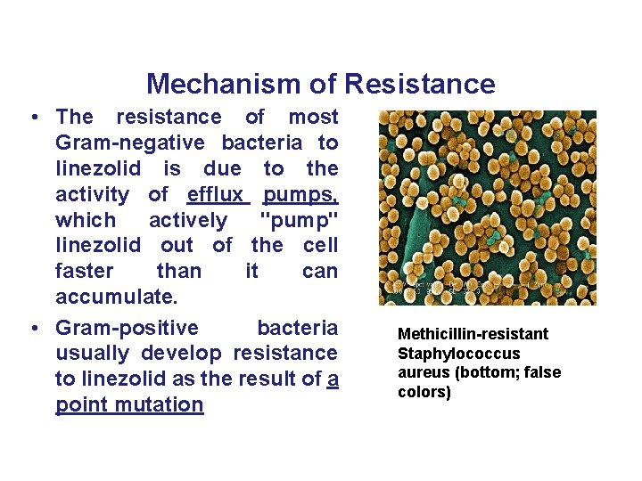 Mechanism of Resistance • The resistance of most Gram-negative bacteria to linezolid is due