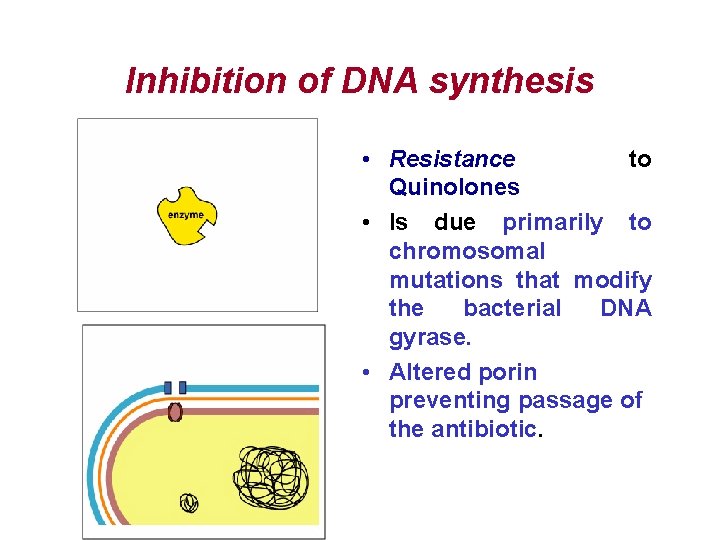 Inhibition of DNA synthesis • Resistance to Quinolones • Is due primarily to chromosomal