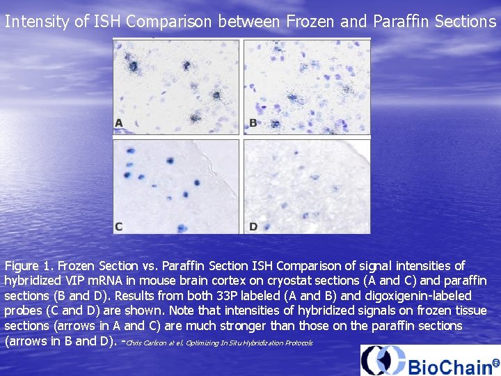 Intensity of ISH Comparison between Frozen and Paraffin Sections Figure 1. Frozen Section vs.