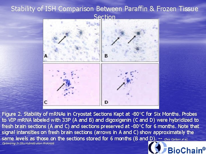 Stability of ISH Comparison Between Paraffin & Frozen Tissue Section Figure 2. Stability of