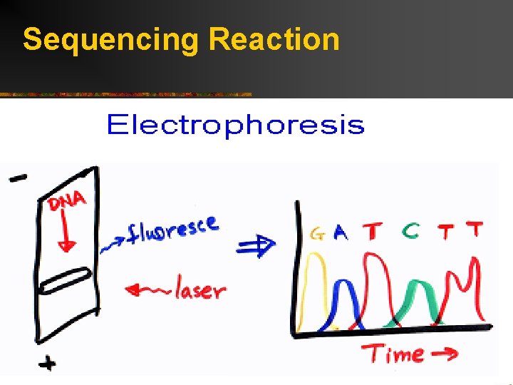 Sequencing Reaction 