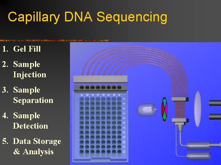 Capillary DNA Sequencing 1. Gel Fill 2. Sample Injection 3. Sample Separation 4. Sample