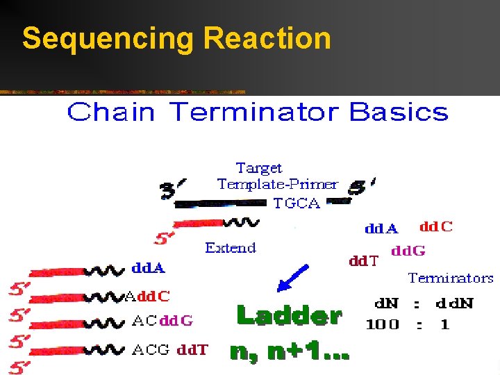 Sequencing Reaction 