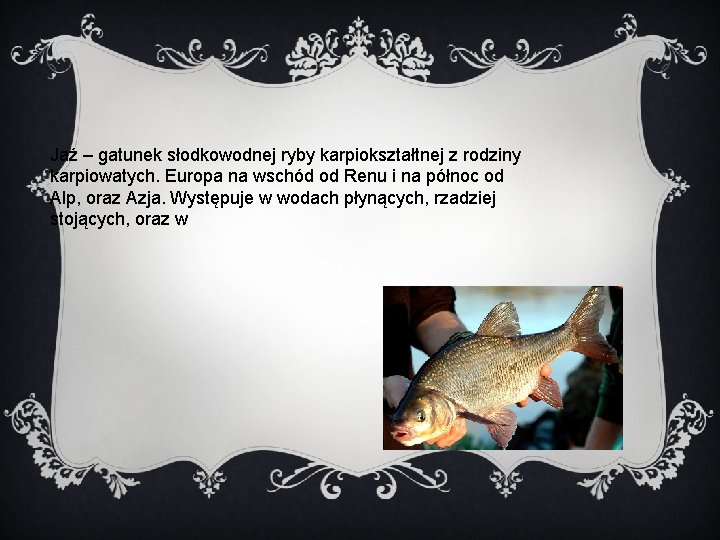 Jaź – gatunek słodkowodnej ryby karpiokształtnej z rodziny karpiowatych. Europa na wschód od Renu