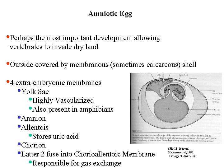Amniotic Egg • Perhaps the most important development allowing vertebrates to invade dry land