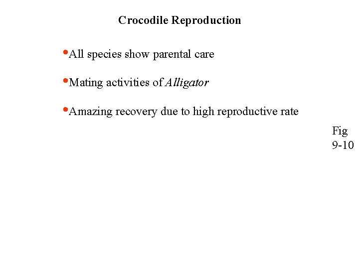 Crocodile Reproduction • All species show parental care • Mating activities of Alligator •