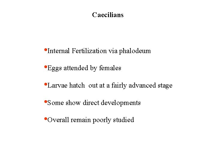 Caecilians • Internal Fertilization via phalodeum • Eggs attended by females • Larvae hatch