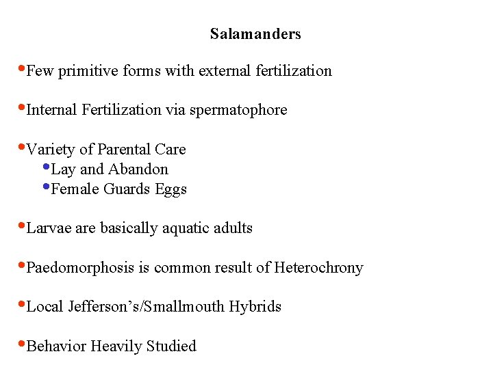Salamanders • Few primitive forms with external fertilization • Internal Fertilization via spermatophore •