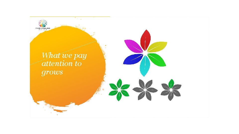 What we pay attention to grows 