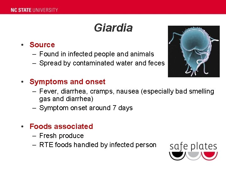 Giardia • Source – Found in infected people and animals – Spread by contaminated