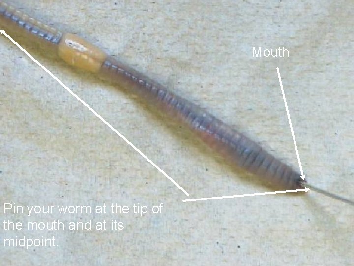 Mouth Pin your worm at the tip of the mouth and at its midpoint.