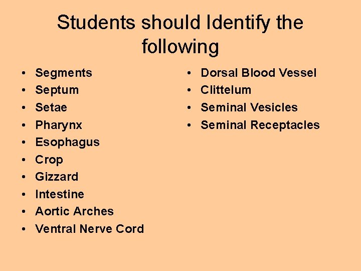 Students should Identify the following • • • Segments Septum Setae Pharynx Esophagus Crop