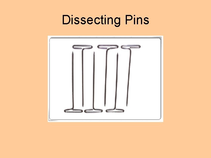 Dissecting Pins 