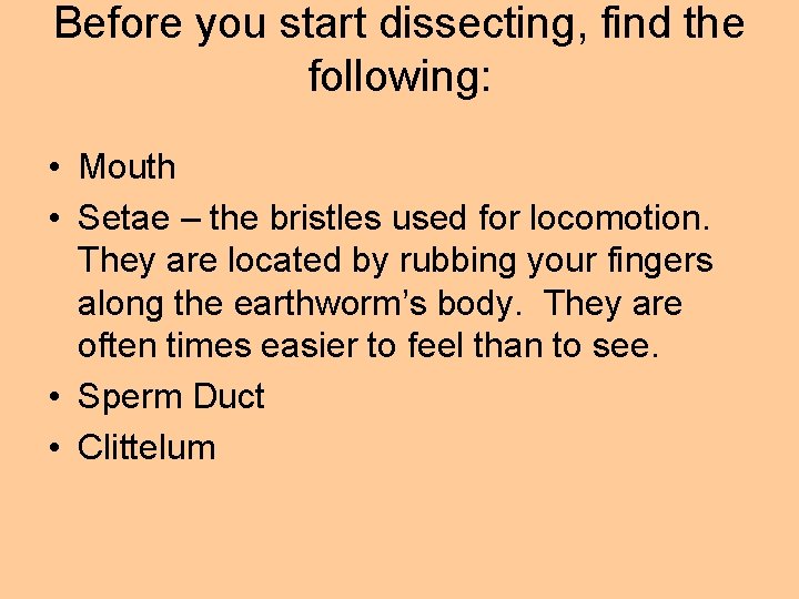 Before you start dissecting, find the following: • Mouth • Setae – the bristles