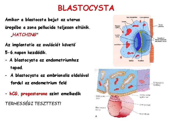 BLASTOCYSTA Amikor a blastocsta bejut az uterus üregébe a zona pellucida teljesen eltűnik. „HATCHING"