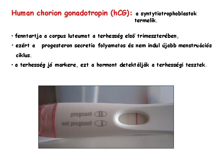 Human chorion gonadotropin (h. CG): a syntytiotrophoblastok termelik. • fenntartja a corpus luteumot a
