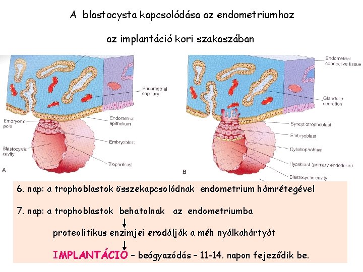 A blastocysta kapcsolódása az endometriumhoz az implantáció kori szakaszában 6. nap: a trophoblastok összekapcsolódnak